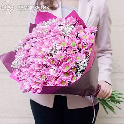 Букет из 25 розовых кустовых хризантем с гипсофилой