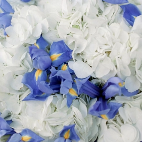 Букет из 5 белых гортензий и 15 синих ирисов в голубой пленке