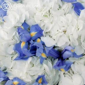 Букет из 5 белых гортензий и 15 синих ирисов в голубой пленке
