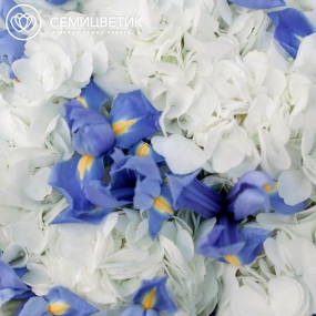 Букет из 5 белых гортензий и 15 синих ирисов в голубой пленке
