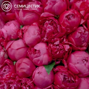 Букет из 101 ярко-розового пиона Standart Plus в голубой пленке