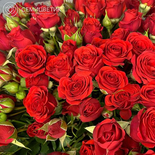 25 красных кустовых роз (Кения) 40 см