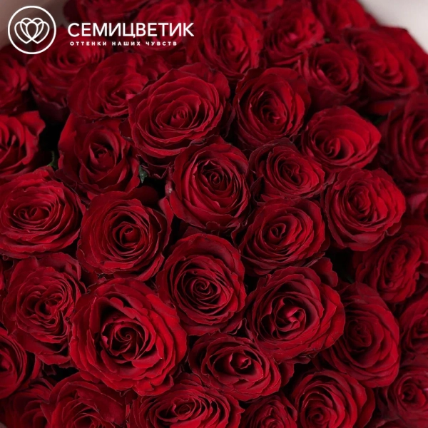 Букет из 51 красной розы Ever Red 50 см (Кения) в кремовой упаковке