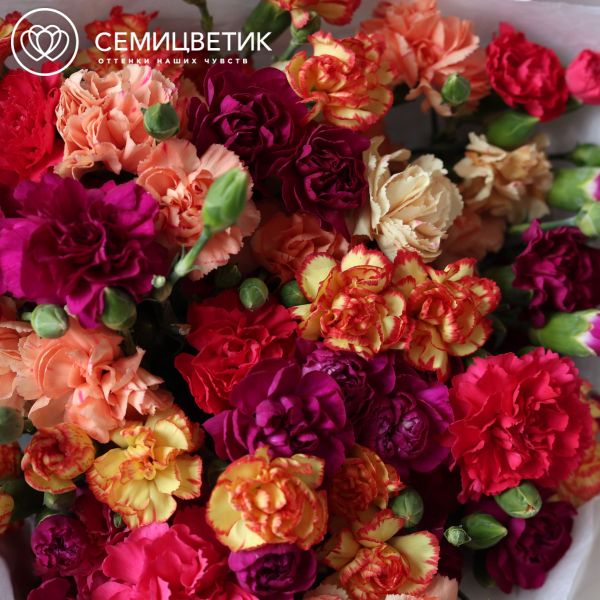 Букет из 25 кустовых гвоздик микс