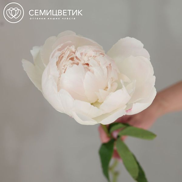 Букет из 101 белого пиона Kelway`s Glorious Premium