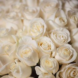 5 белых роз (Эквадор) 60 см Vendela