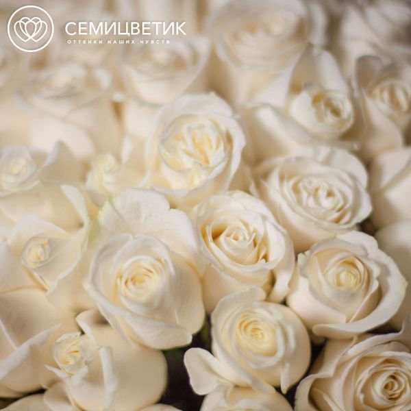 Букет из 5 белых роз Vendela 60 см (Эквадор)