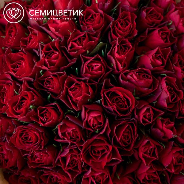 Букет из 75 красных роз 40 см (Кения)