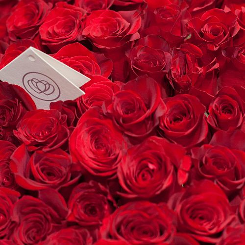 Красные розы Freedom 60 см (Эквадор)