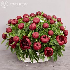 Композиция из 51 бордового пиона Premium в корзине