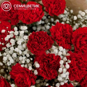 Букет из 15 красных гвоздик и 6 гипсофил в кремовой пленке