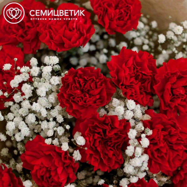 Букет из 15 красных гвоздик и 6 гипсофил в кремовой пленке