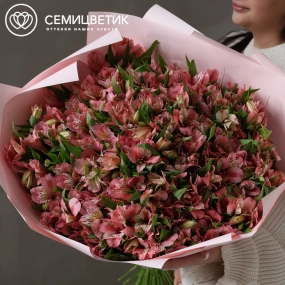 Букет из 101 розовой альстромерии в розовой упаковке