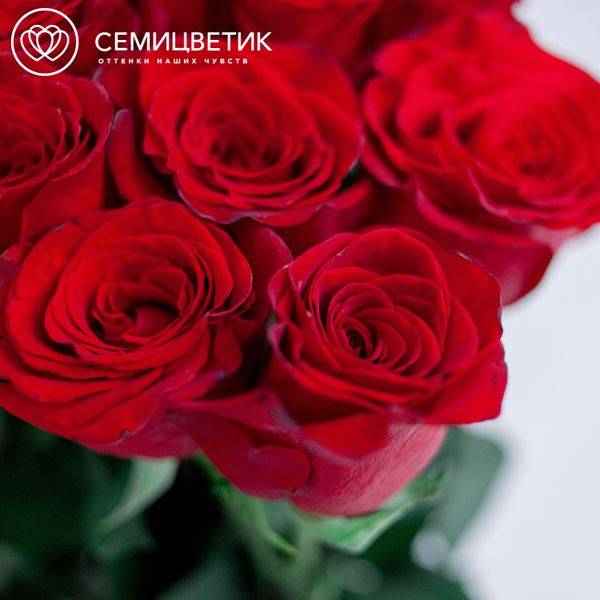 Букет из 15 красных роз Freedom 150 см (Эквадор)