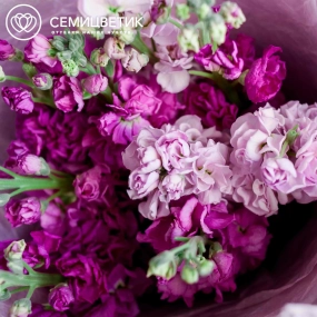 Букет из 9 сиреневых и розовых махровых маттиол в розовой пленке