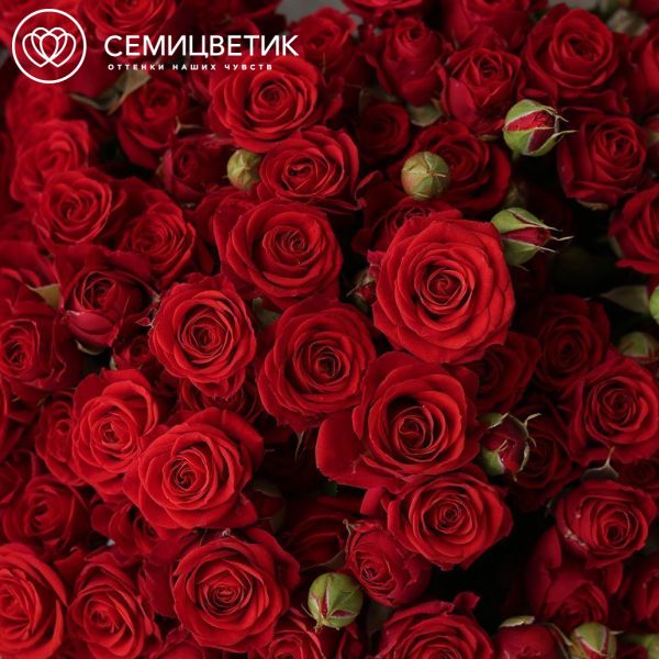 Букет из 25 красных кустовых роз 40-50 см (Россия) в прозрачной упаковке