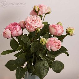 Букет из 5 нежно-розовых пионовидных роз Bridal Piano 40 см