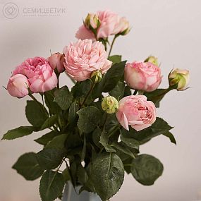 Букет из 5 нежно-розовых пионовидных роз Bridal Piano 40 см