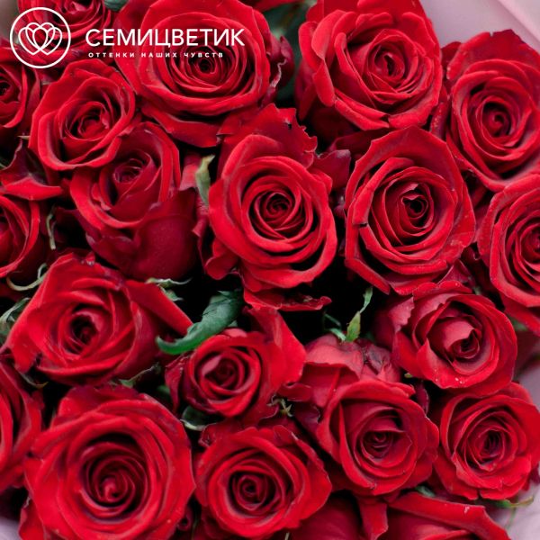 Букет из 25 красных роз 70 см (Россия) в розовой пленке
