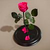 Ярко-розовая роза в колбе 28 см