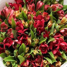 Букет из 25 красных и оранжевых альстромерий в белой пленке