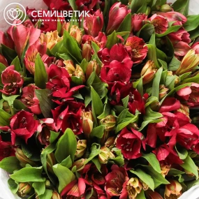 Букет из 25 красных и оранжевых альстромерий в белой пленке