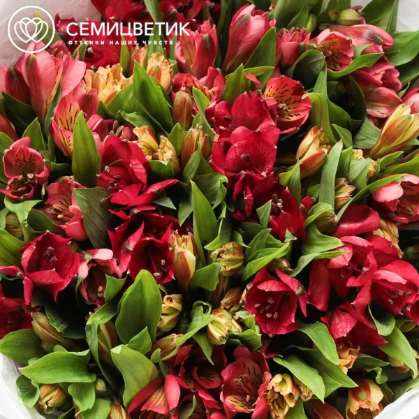 Букет из 25 красных и оранжевых альстромерий в белой пленке