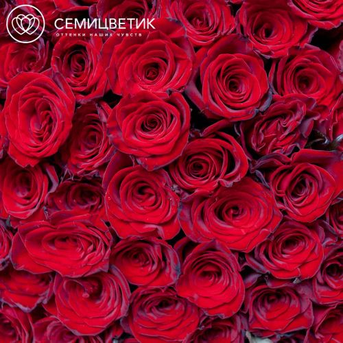 Букет из 101 красной с темной каймой розы (Россия) 70 см