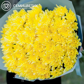 Букет из 15 желтых кустовых хризантем в голубой пленке