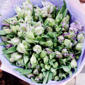 Букет из 25 сиреневых альстромерий в розовой пленке