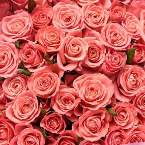 Букет из 51 коралловой розы Анна Каренина 60 см (Россия) в розовой пленке