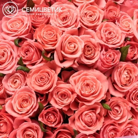 Букет из 51 коралловой розы Анна Каренина 60 см (Россия) в розовой пленке