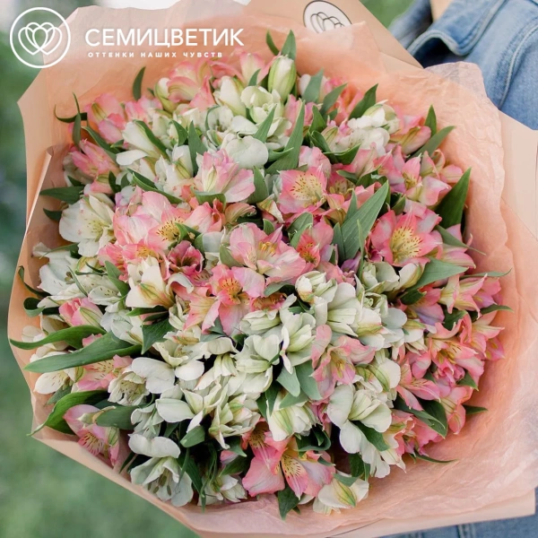 Букет из 35 белых и розовых альстромерий в кремовой пленке