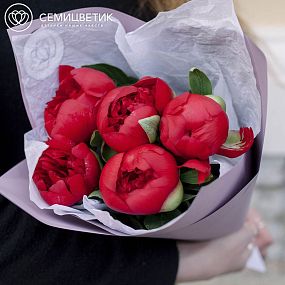 Букет из 5 бордовых пионов Premium