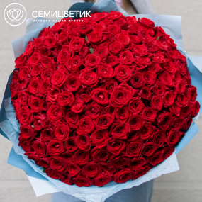 Букет из 151 красной розы 35-40 см (Россия) в голубой пленке