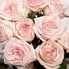 Розовые ароматные пионовидные розы Pink O'Hara 40 см опт