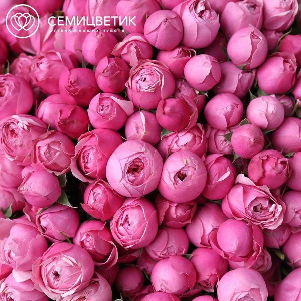 Букет из 51 розовой кустовой пионовидной розы Silva Pink