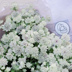 Букет из 25 белых астранций