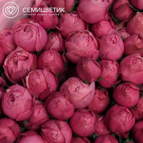 Букет из 9 розовых кустовых пионовидных роз Silva Pink