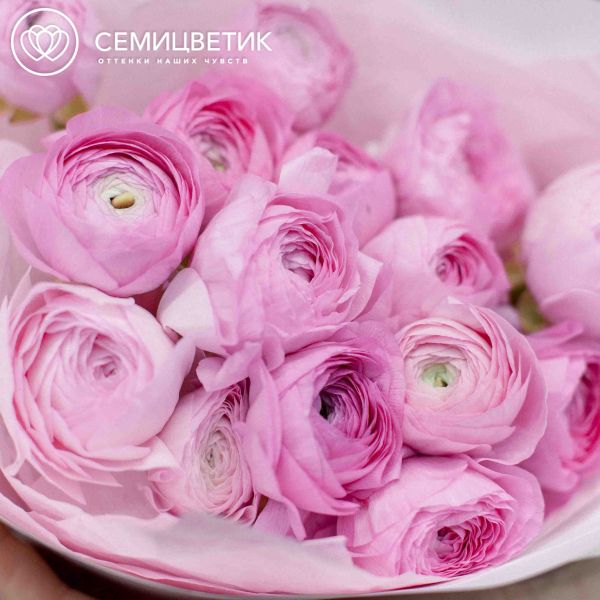 Букет из 15 розовых ранункулюсов