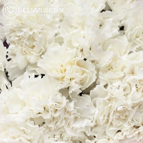 Букет из 25 белых гвоздик в розовой пленке