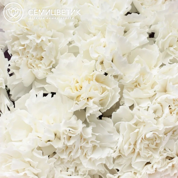 Букет из 25 белых гвоздик в розовой пленке