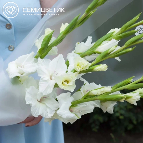 Букет из 5 белых гладиолусов