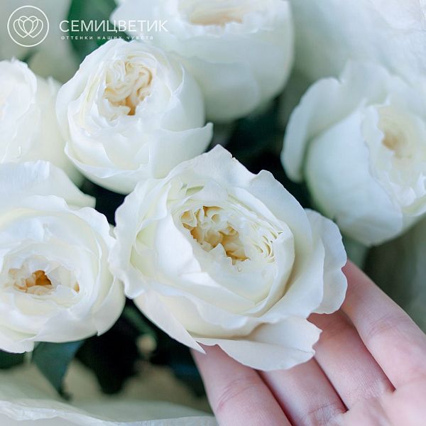 Букет из 9 белых пионовидных роз White O'Hara 40 см