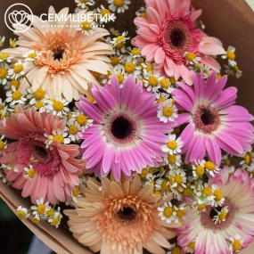 Букет из герберы и матрикарии в упаковке