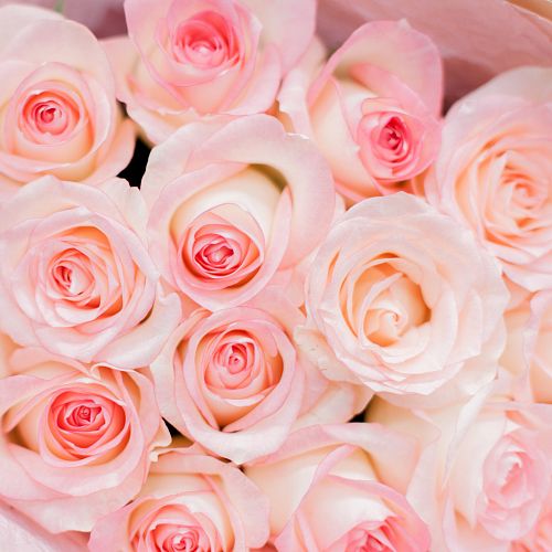 15 белых с розовой каймой роз (Россия) 40 см Джамиля