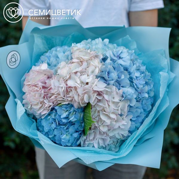 Букет из 5 голубых и розовых гортензий