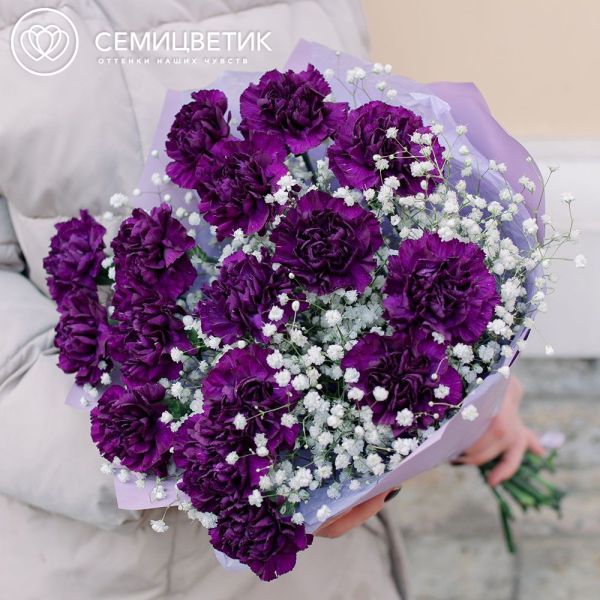 Букет из 15 фиолетовых гвоздик с гипсофилой