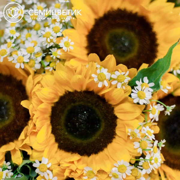 Букет из 5 подсолнухов и 10 матрикарий в упаковке