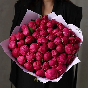 Букет из 51 ярко-розового пиона Red Sarah Bernhardt Premium в розовой упаковке